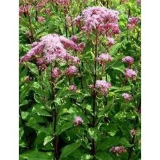 Eupatorium maculatum 'Purple Bush' - konopáč  'Purple Bush'