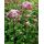 Eupatorium maculatum 'Purple Bush' - konopáč  'Purple Bush'