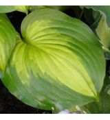 Hosta 'Lakeside Banana Bay' - funkia 'Lakeside Banana Bay'
