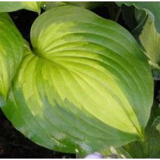 Hosta 'Lakeside Banana Bay' - funkia 'Lakeside Banana Bay'