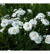 Achillea ptarmica 'Perry's White' - rebríček bertrámový 'Perry's White'