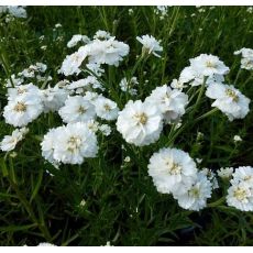 Achillea ptarmica 'Perry's White' - rebríček bertrámový 'Perry's White'