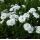 Achillea ptarmica 'Perry's White' - rebríček bertrámový 'Perry's White'