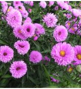 Aster novi-belgii 'Patricia Ballard' - astra novobelgická 'Patricia Ballard'