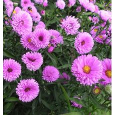 Aster novi-belgii 'Patricia Ballard' - astra novobelgická 'Patricia Ballard'