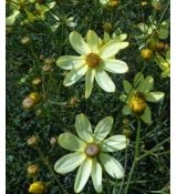 Coreopsis verticillata 'Moonbeam' - kráska praslenová 'Moonbeam'