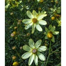 Coreopsis verticillata 'Moonbeam' - kráska praslenová 'Moonbeam'