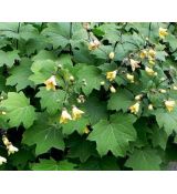 Kirengeshoma palmata