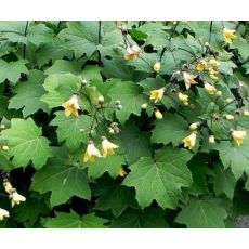 Kirengeshoma palmata