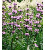 Phlomis tuberosa 'Amazone' - sápa hľúznatá 'Amazone'
