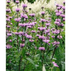 Phlomis tuberosa 'Amazone' - sápa hľúznatá 'Amazone'