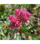 Antennaria dioica 'Roy Davidson' - plešivec dvojdomý 'Roy Davidson'