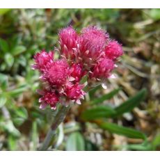Antennaria dioica 'Roy Davidson' - plešivec dvojdomý 'Roy Davidson'