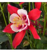 Aquilegia flabellata 'Crimson Star' - orlíček  'Crimson Star'