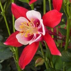 Aquilegia flabellata 'Crimson Star' - orlíček  'Crimson Star'