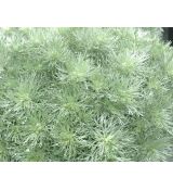 Artemisia 'Silver Mound' - palina
