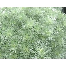 Artemisia 'Silver Mound' - palina