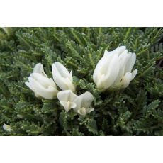 Astragalus angustifolius - kozinec úzkolistý