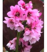 Bergenia 'Dragonfly Sakura' - bergénia 'Dragonfly Sakura'