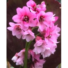 Bergenia 'Dragonfly Sakura' - bergénia  'Dragonfly Sakura'