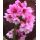 Bergenia 'Dragonfly Sakura' - bergénia  'Dragonfly Sakura'