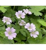Geranium renardii 'Chantilly' - pakost Renardiov 'Chantilly'