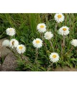 Helichrysum marginatum