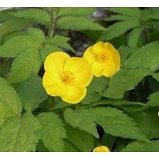 Hylomecon japonicum