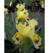 Iris pumila 'Aurea' - kosatec nízky 'Aurea'