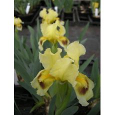 Iris pumila 'Aurea' - kosatec nízky 'Aurea'