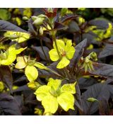 Lysimachia ciliata 'Firecracker' - čerkáč  'Firecracker'