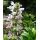 Morina longifolia