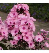 Phlox paniculata 'Eva Cullum' - flox metlinatý 'Eva Cullum'