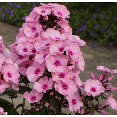 Phlox paniculata 'Eva Cullum' - flox metlinatý 'Eva Cullum'