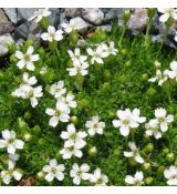 Silene acaulis 'Alba' - silenka bezbyľová 'Alba'