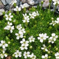 Silene acaulis 'Alba' - silenka bezbyľová 'Alba'