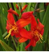 Crocosmia × crocosmiiflora 'Babylon'' - montbrécia 'Babylon'