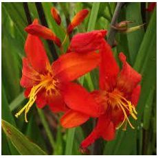 Crocosmia × crocosmiiflora 'Babylon'' - montbrécia 'Babylon'
