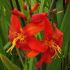 Crocosmia × crocosmiiflora 'Babylon'' - montbrécia 'Babylon'