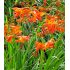Crocosmia × crocosmiiflora 'Babylon'' - montbrécia 'Babylon'