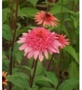 Echinacea × hybrida 'Raspberry Truffle' - echinacea 'Raspberry Truffle'