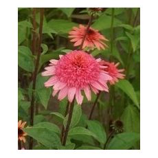 Echinacea × hybrida 'Raspberry Truffle' - echinacea 'Raspberry Truffle'