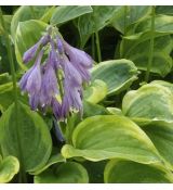 Hosta 'Golden Tiara' - funkia 'Golden Tiara'