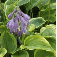 Hosta 'Golden Tiara' - funkia 'Golden Tiara'