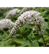 Lysimachia clethroides - čerkáč