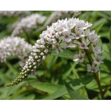Lysimachia clethroides - čerkáč