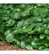 Asarum europaeum - kopytník európsky