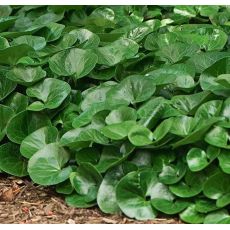 Asarum europaeum - kopytník európsky
