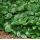 Asarum europaeum - kopytník európsky
