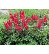 Astilbe × arendsii 'Rotlicht' - astilba arendsova 'Rotlicht'